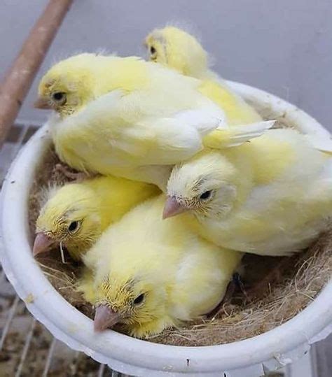 15 Best Canarie Baby Chicks Images Baby Chicks Canary Birds Birds