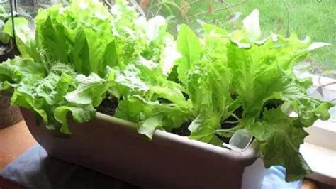 5 Proven Ways To Growing Lettuce Indoors And In Containers Year Round