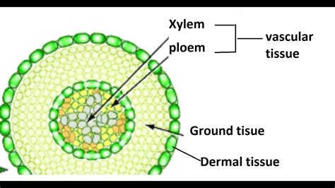 Plant Tissue Dermal Vascular And Ground Tissue Plant Tissue