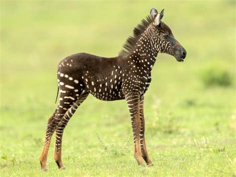 Rare Spotted Baby Zebra Discovered By Wildlife Photographer Photo