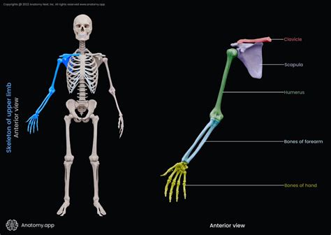 Skeleton Of Upper Limb Encyclopedia Anatomyapp Learn Anatomy