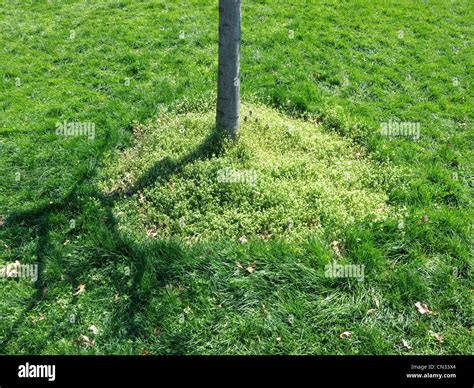 Tree Trunk In Shadow Hi Res Stock Photography And Images Alamy