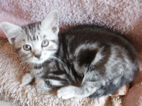 It isn't going to change types, though. SW England British short haired silver tabby kittens ...