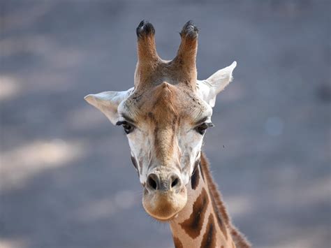 Giraffes Considered For ‘endangered Status After Steady Population