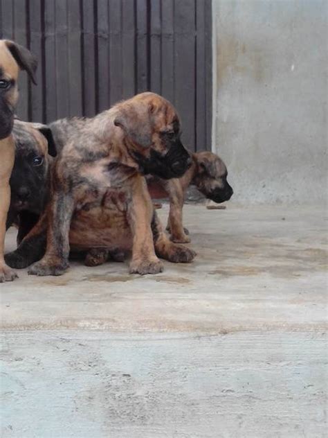 Great pyrenees rottweiler mix dog will be strong, smart, and the great pyrenees rottweiler mix is a newer hybrid dog breed that may one day develop into a new purebred dog breed in its own right. Rottweiler/boerboel Mix Puppies Available - Pets (2) - Nigeria