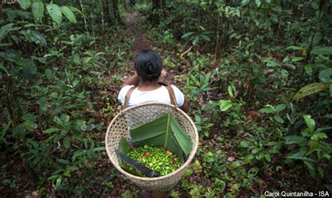 Amazônia O Que Deve Ser Feito Para Manter A Floresta Em Pé E Como Você Pode Ajudar