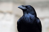 El cuervo y su simbolismo: 5 curiosidades que no sabías de ellos