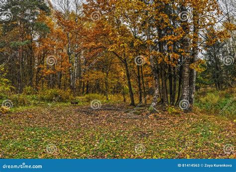 Running Autumn Park Stock Image Image Of October Morning 81414563