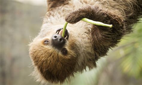 6 Fast Fun Facts You Didnt Know About Sloths Wanderlust