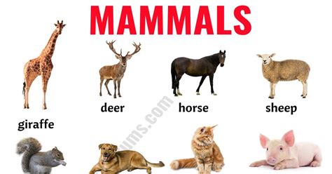 Mammals List Of 152 Mammals In English With Esl Picture Esl Forums