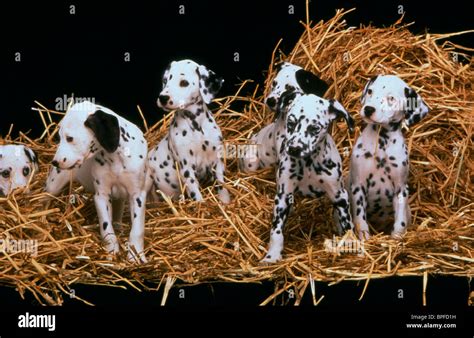 Dalmatian Puppies 101 Dalmatians 1996 Stock Photo Royalty Free Image