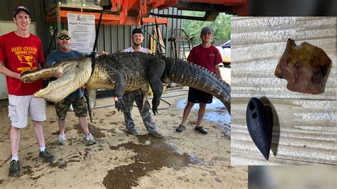 1000 Year Old Artifacts Found Inside Massive Alligator Killed At Eagle