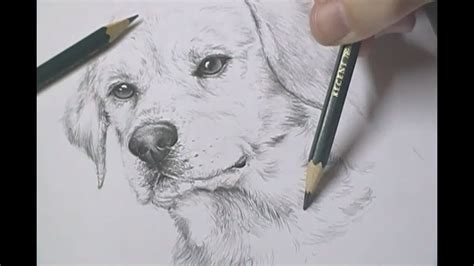 Aprender Sobre Imagem Desenhos Realistas De Animais Br