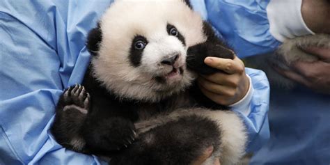 Giant Pandas Removed From Endangered Species List