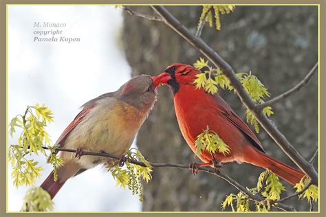Re Establishing Their Bond Northern Cardinal Pair Flickr