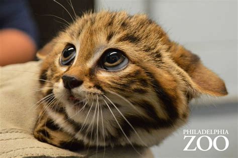 Philly Zoos First Ever Black Footed Cat Kittens Are