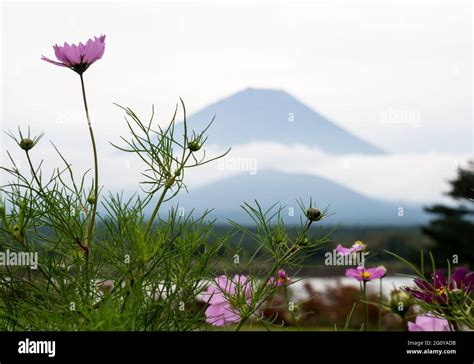 Cosmos Blumen Und Silhouette Des Mount Fuji Am Lake Shojiko Einem Der