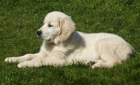 How To Train Your Golden Retriever Puppy In Just 5 Minutes Per Day