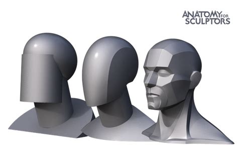 Form Of The Head And Neck By Anatomy For Sculptors By Uldis Zarins