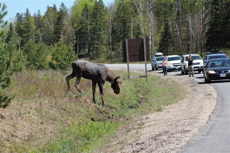 Moose Sightings