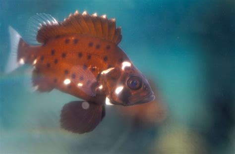 Endangered Sea Bass Get A Population Boost From Unprecedented Breeding Program Orange County