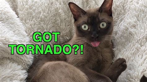Cat Is Confused By Emergency Tornado Warning System Alert