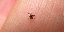Types of ticks that carry Lyme disease - Blog | Everlywell: Home Health ...
