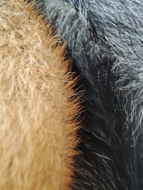 Closeup Of Furry Doggy Tricolor Stock Image Image Of Closeup Leaf