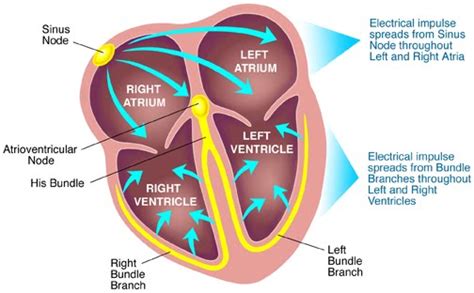 What Is Sinoatrial Node And What Is Its Function Socratic