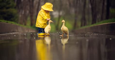Little Boy Child Playing With Ducks Hd Cute 4k