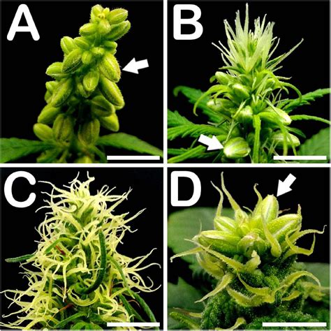 Frontiers Microgametophyte Development In Cannabis Sativa L And