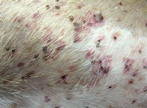 Dog Paws With Blood Blisters Top Causes And Vet Advice