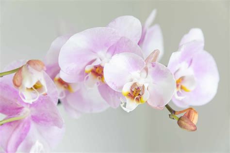 How To Grow And Care For Phalaenopsis Orchids