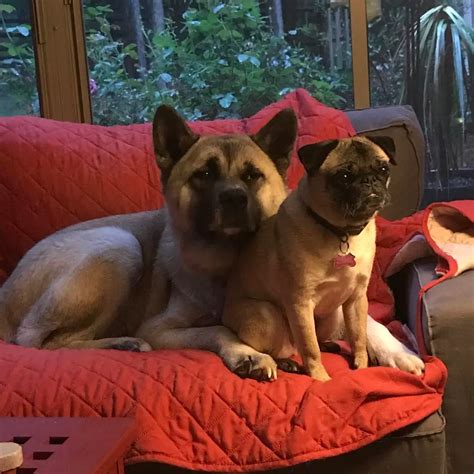 Akita Pug Mix Loyal Affectionate And Intelligent Dog I Petibble