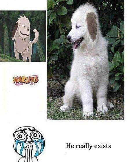 Akamaru Actually Exist In Real Lifesee The Proof Manga Anime All
