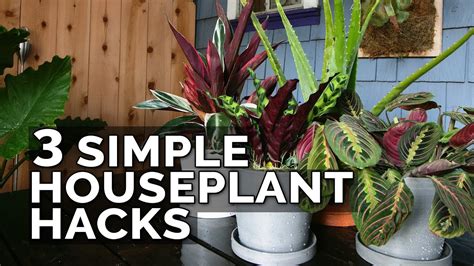 3 Simple Houseplant Care Tips To Keep Your Plants Healthy Youtube