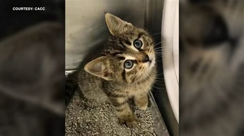 Chicago Animal Care And Control Shares Tips For Handling Stray Kittens