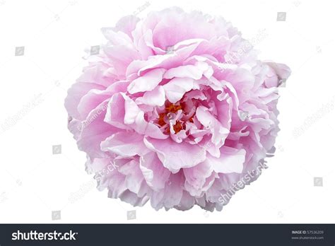 Pale Pink Peony Flower Isolated On White Stock Photo 57536209