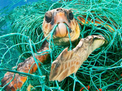 Animals Affected By Plastic In The Ocean Malaybasa