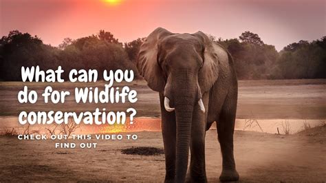 National Wildlife Week Youtube