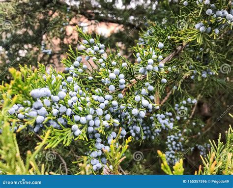 Evergreen Tree With Small Round Blue Berries Stock Photo Image Of