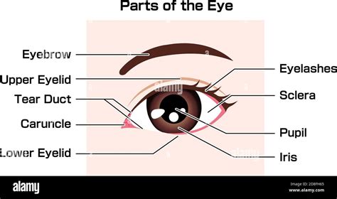 Eye Anatomy Illustration Stock Vector Images Alamy