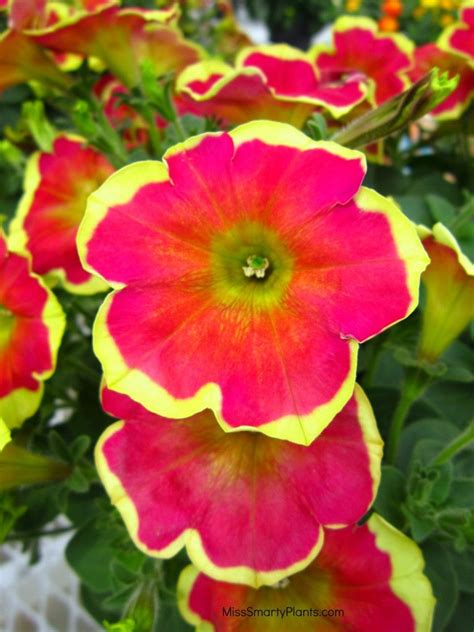 The general meaning of these flowers is love, affection and admiration. Petunia 'Boom Veiu Red n Yellow' . Beautiful pink and ...