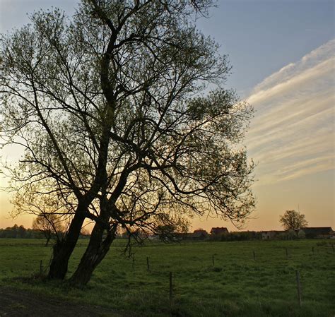 Free Images Landscape Tree Nature Grass Branch Blossom Sunset