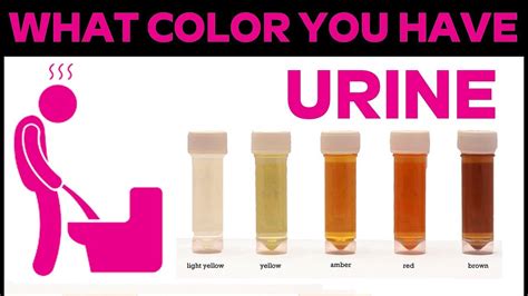 Urine Color Chart What Color Is Normal What Does It Mean What Every
