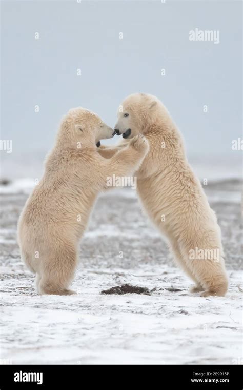 Playful Polar Bear Cubs Ursus Maritimus In The Arctic Circle Of