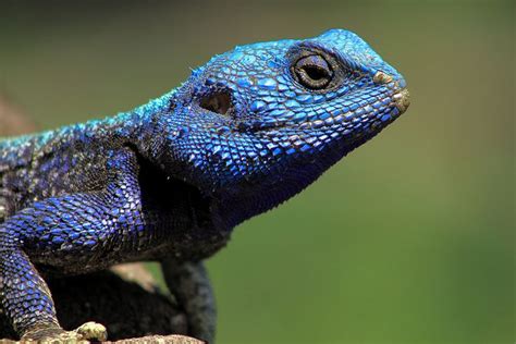 Blue Head Agama Lizard Lizard Eastern Bearded Dragon Pet Turtle