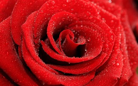 1920x1440 Rose Bud Dew Drops Petals Close Up Wallpaper