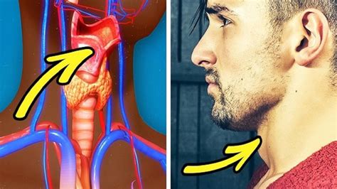 a piece of adam s apple and shocking facts about men
