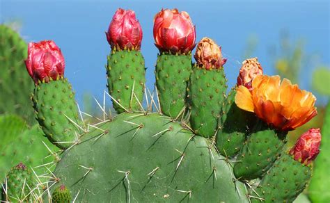 Are you searching for prickly pear cactus png images or vector? Lessons From Tongva Foods That Were Eaten in San Gabriel ...